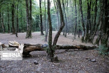 پاکسازی درختان خطرساز پارک قرق گرگان