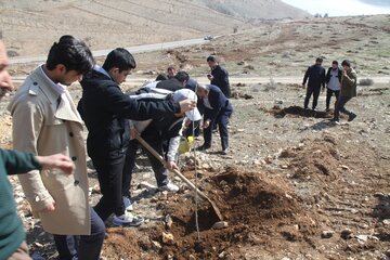 ۳۰ هزار اصله نهال در مهاباد غرس می‌شود