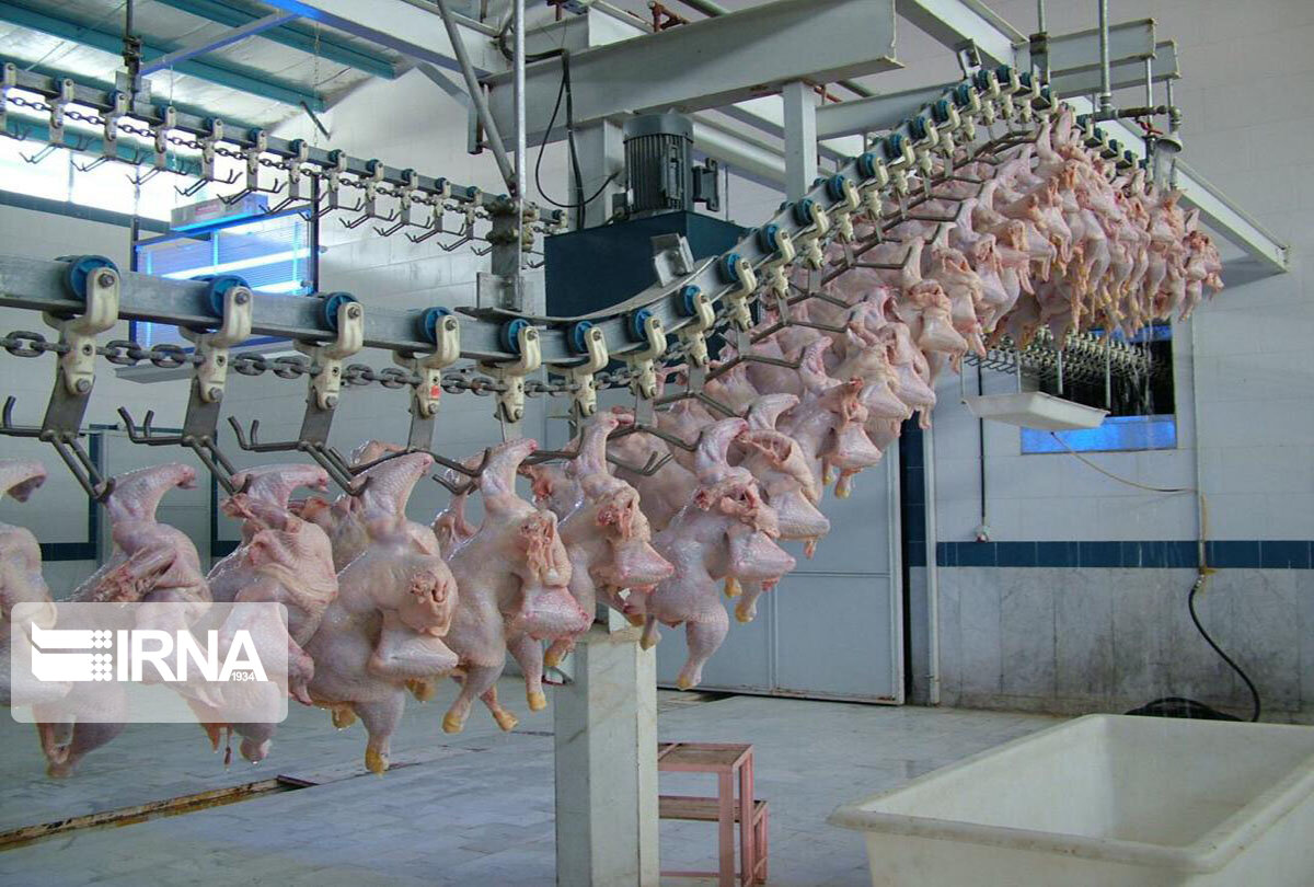 ذخیره روزانه 50 تن مرغ مازاد تولید در گیلان