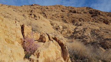 رستن گیاهان و زیبایی های  طبیعت جاده سلامتی شاهرود