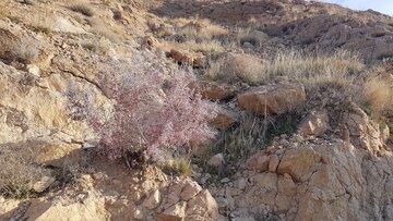 رستن گیاهان و زیبایی های  طبیعت جاده سلامتی شاهرود