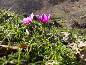 خودنمایی بهار در منطقه باینگان