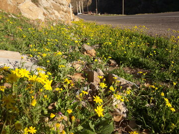 خودنمایی بهار در منطقه باینگان