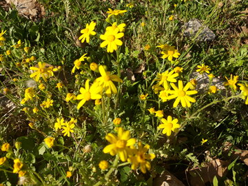 خودنمایی بهار در منطقه باینگان