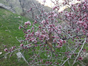 خودنمایی بهار در منطقه باینگان