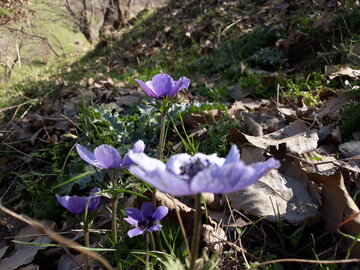 خودنمایی بهار در منطقه باینگان