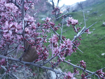 خودنمایی بهار در منطقه باینگان