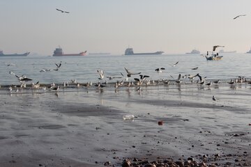 پرندگان ماهی خوار درساحل بندرعباس