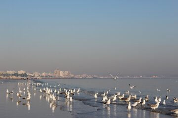 پرندگان ماهی خوار درساحل بندرعباس