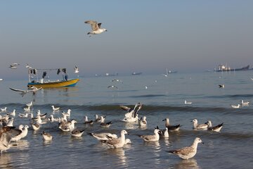 پرندگان ماهی خوار درساحل بندرعباس