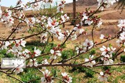 Spring comes sooner in central Iran