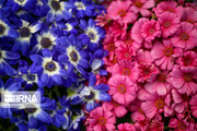 Spring flowers of northeastern Iran