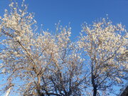 شکوفه‌های درختان در میامی