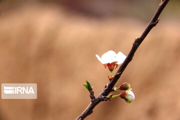 Spring comes sooner in central Iran