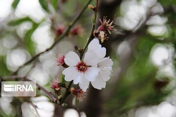 Spring comes sooner in central Iran