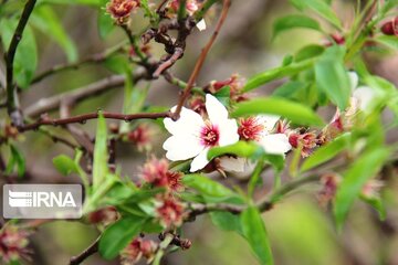 Spring comes sooner in central Iran