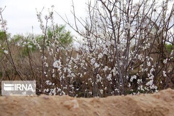 Spring comes sooner in central Iran