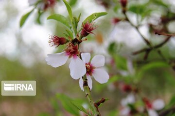 Spring comes sooner in central Iran