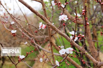 Spring comes sooner in central Iran