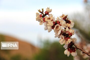 Spring comes sooner in central Iran