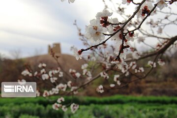 Spring comes sooner in central Iran