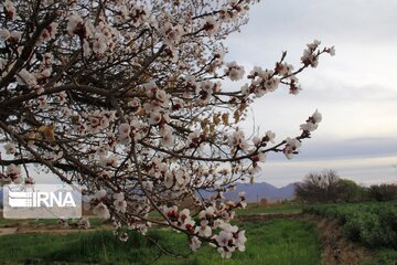 Spring comes sooner in central Iran