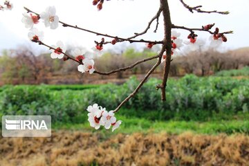 Spring comes sooner in central Iran