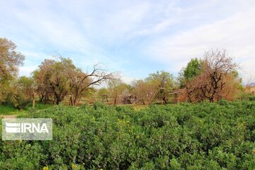 Spring comes sooner in central Iran