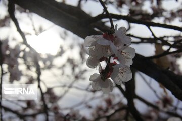 Spring comes sooner in central Iran