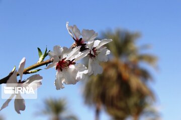 Spring comes sooner in central Iran