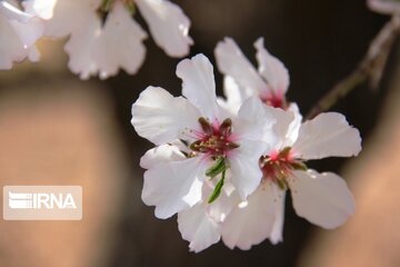 Spring comes sooner in central Iran