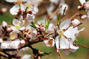 Spring comes sooner in central Iran