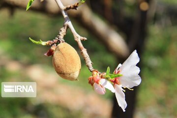 Spring comes sooner in central Iran