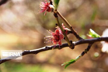 Spring comes sooner in central Iran