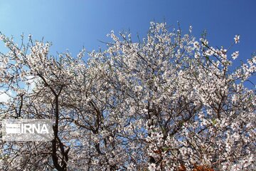 Spring comes sooner in central Iran