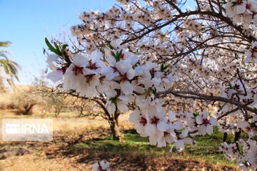 Spring comes sooner in central Iran