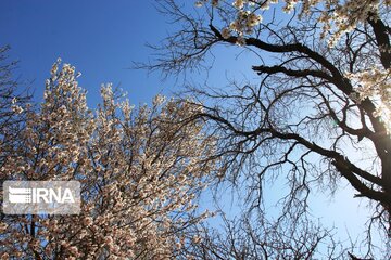 Spring comes sooner in central Iran