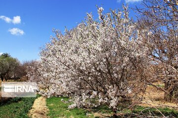 Spring comes sooner in central Iran