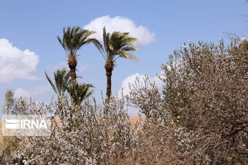 Spring comes sooner in central Iran