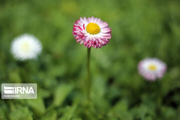 Spring flowers of northeastern Iran