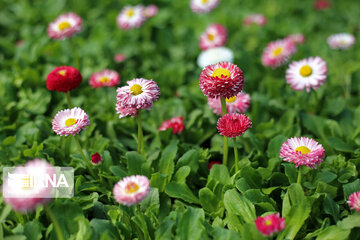 Spring flowers of northeastern Iran