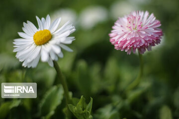 Spring flowers of northeastern Iran