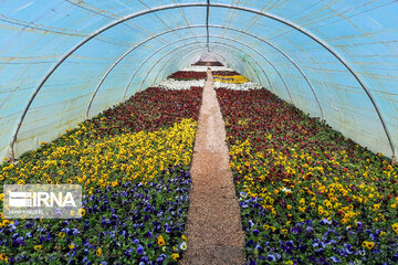 Spring flowers of northeastern Iran