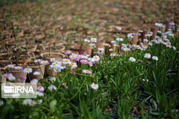 Spring flowers of northeastern Iran