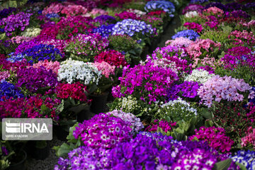 Spring flowers of northeastern Iran