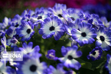 Spring flowers of northeastern Iran