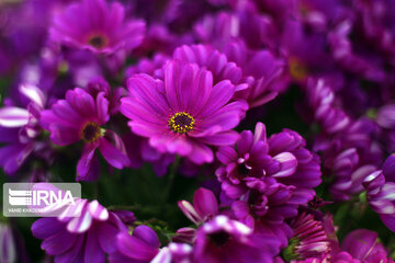 Spring flowers of northeastern Iran