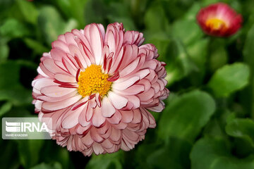 Spring flowers of northeastern Iran