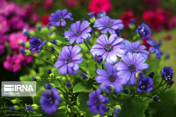 Spring flowers of northeastern Iran