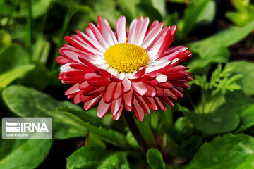 Spring flowers of northeastern Iran